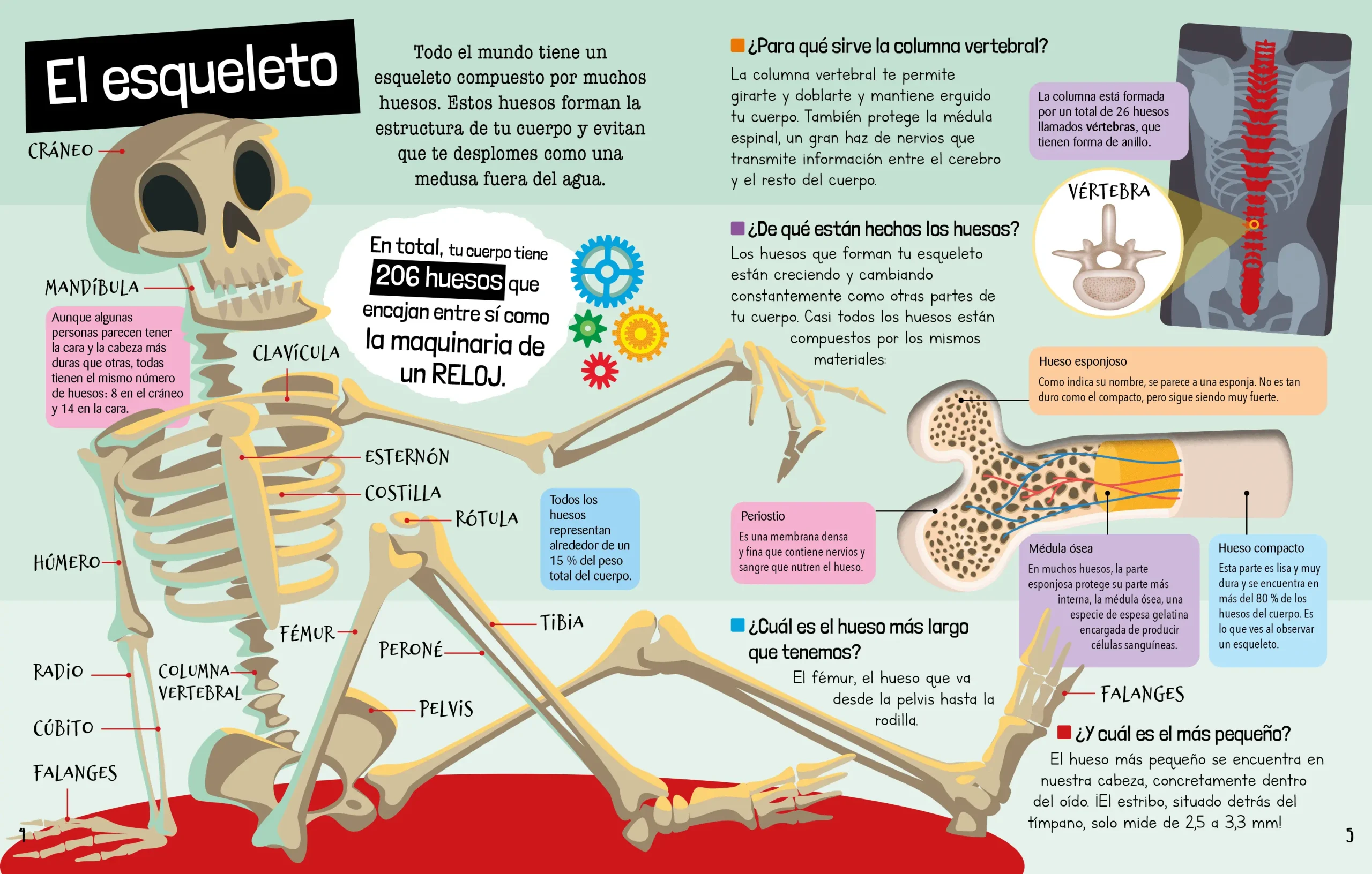 Guia definitiva del cuerpo huumano - Imagen 3