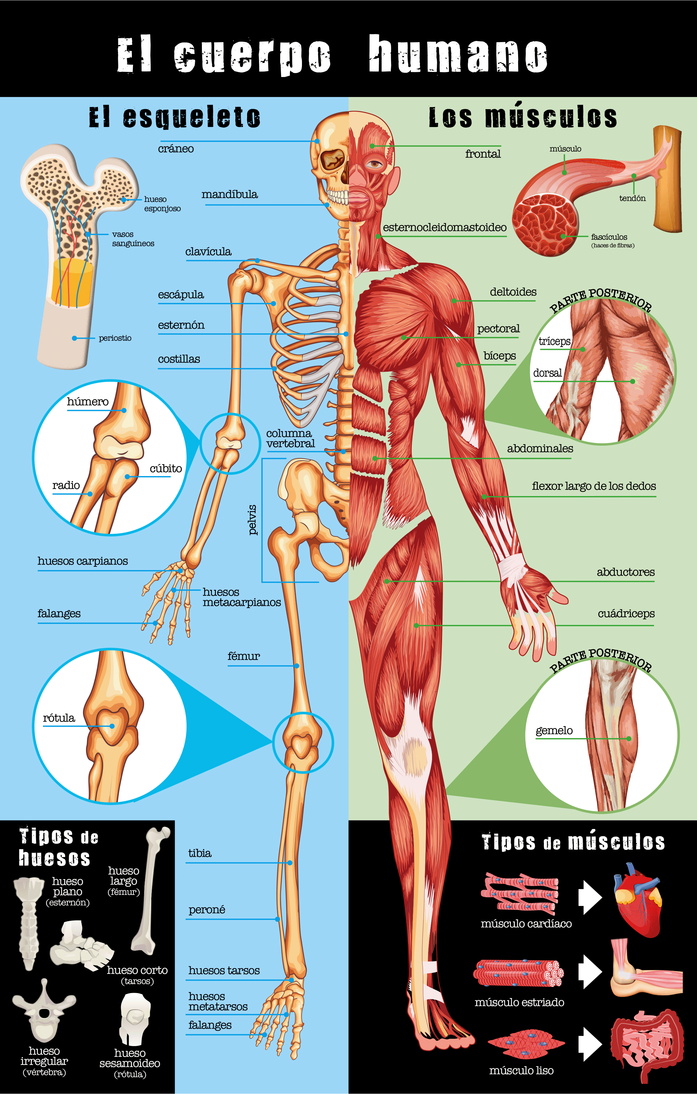 Guia definitiva del cuerpo huumano - Imagen 2